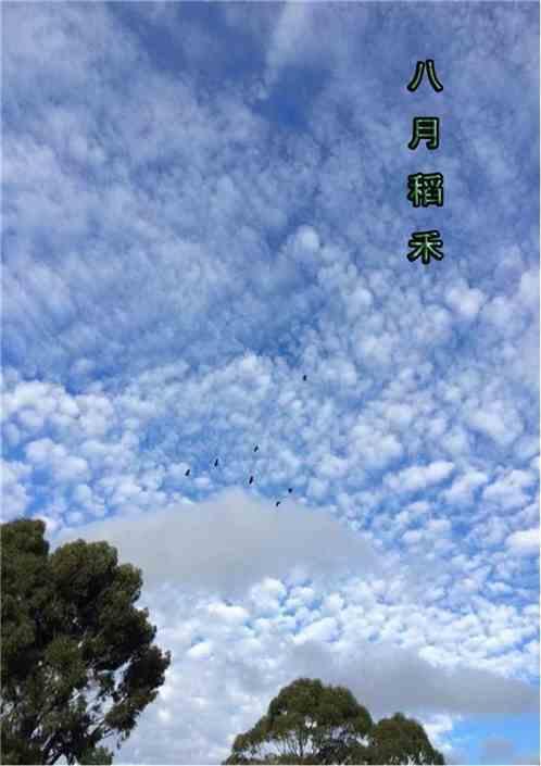 八月稻花香随想