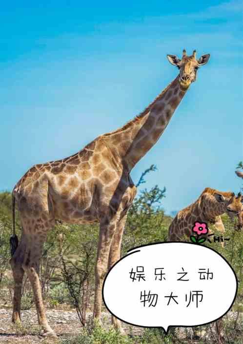 娱乐之大师在流浪